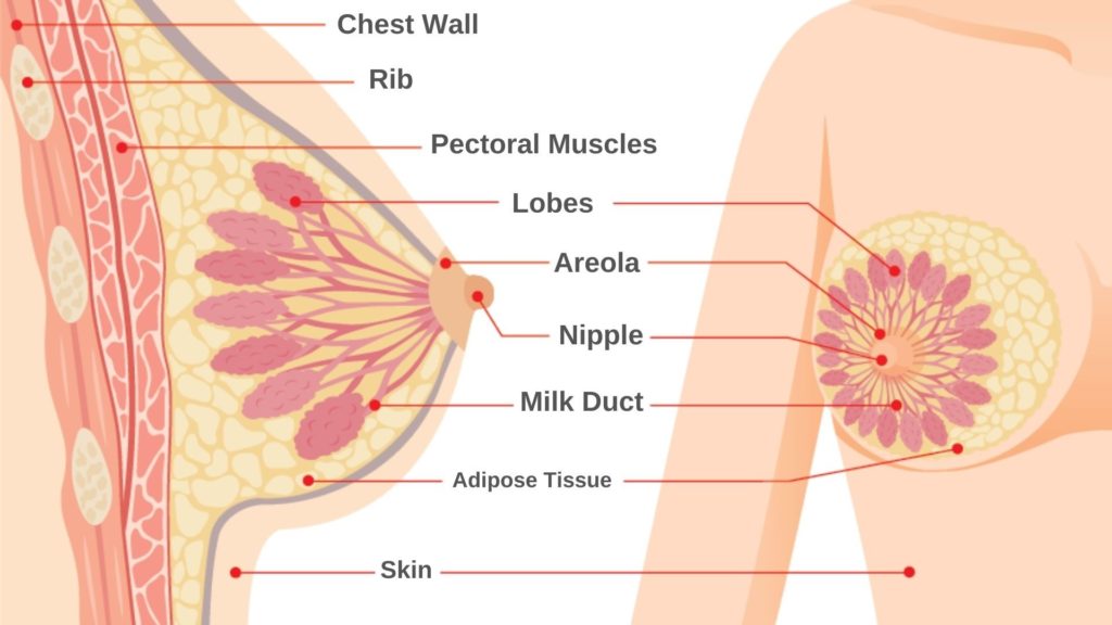 diagram of how breast milk is made